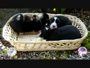 生後15日のかごに盛られたコーギーの子犬たち