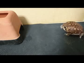 アメフクラガエル　ぶるんぶるん