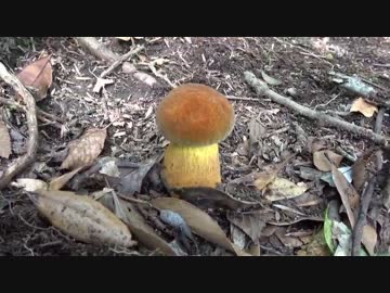 【自然を食べよう！】イノシシ肉とキノコのホイル焼き編　2/3