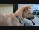 クツシタムスンダーノで遊ぶ