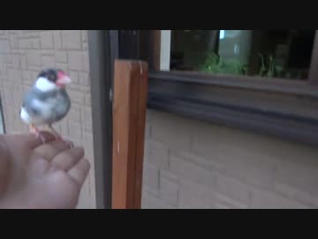 自由気ままな桜文鳥