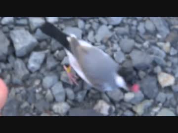 自由気ままな桜文鳥