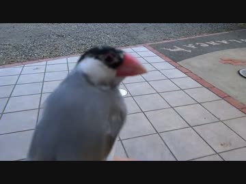 自由気ままな桜文鳥