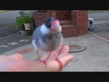 自由気ままな桜文鳥