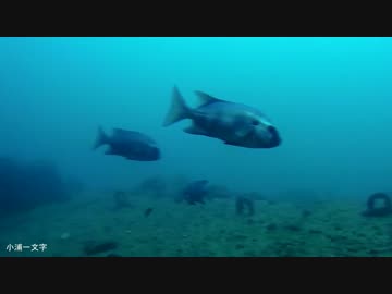 水中カメラ沈めてみた126　すごい沖堤防　小浦一文字