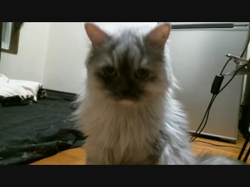 猫は突然飼い主が倒れたら助けるのか検証してみた