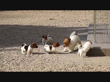 生後45日のぴょこぴょこと走り回る丸々としておいしそうな子犬たち