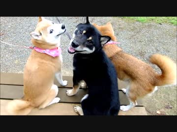 くるんと振り向く柴犬ひかいちと黒柴くん