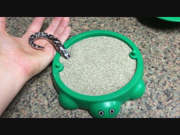 新しいおうちを与えられたサンドボアちゃん