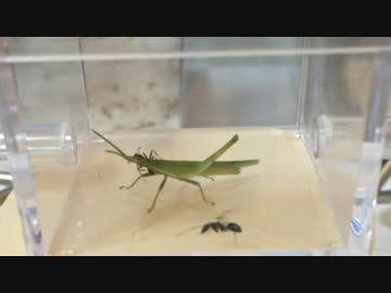 蟻戦争＃52 アリVSバッタ編