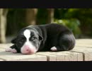 生後５日の450gくらいのコーギーの子犬たちの５月の昼下がり