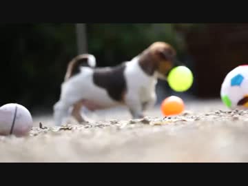 【８分】 ボール遊び、オモチャ遊びに大忙しな生後２ヶ月ごろの子犬たち