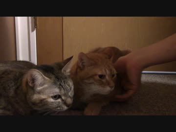 拾いねこ＠生後1530/1497日目　あと4日で子のめんたんぴん