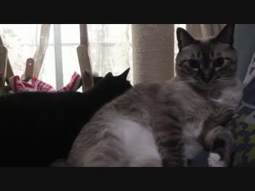 【158】ジャン❤︎ポン　血のつながりは無くても仲良し兄妹になったね