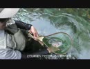 渓流釣り！トラウトの美しい世界はファンタジー！FUN TO FISHING！3/3