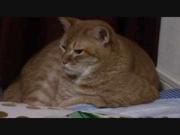 拾いねこ＠生後1531/1498日目　きなこもち？あげ？なアコさん