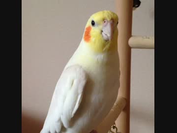 ヨウムのハンパない無言の圧力