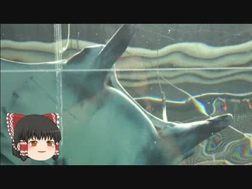 ゆっくりれいむのアクア放浪記　#17　エプソンアクアパーク品川