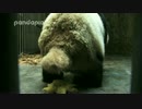2016年9月10日中継のハイライト ウンコをする萌萌（モンモン）。