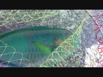 ゼロ円から始まる釣り生活　【津堅島編　サバイバル】　2話