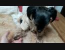 お手が嫌いな犬