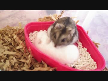 仲良くトイレで寄り添うハムたち