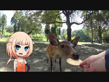 【ONE車載】奈良公園ツーリング