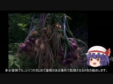 ゆっくり農民40タマネギを育ててみませんか?＃2