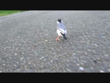 自由気ままな桜文鳥