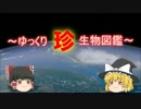 ～ゆっくり　珍　生物図鑑～　新・41回