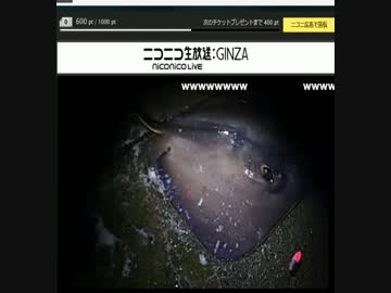 釣り　巨大エイ(１７６センチ)VS生主　ごじゃっぺ部員　釣りきち３p君