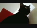 IKEAの棚で作ったキャットタワー