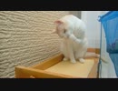 ゴミに気を取られながら手をハミハミする猫