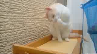 ゴミに気を取られながら手をハミハミする猫