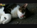 夏の日の猫たち