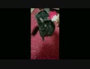チンチラが踊りながら投げキッスをする動画