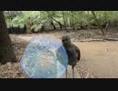 鳴き声が『ビーム光線』の鳥が発見される