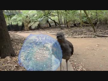 鳴き声が『ビーム光線』の鳥が発見される