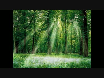 Forest of illusion