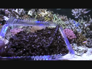 超浅場の海を作ろう！第40話 アオイソメ入れてみた