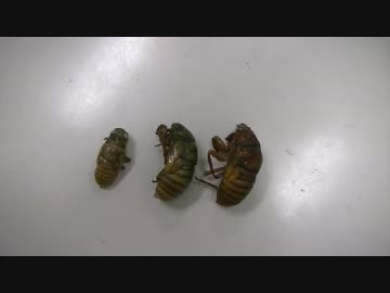 本気で昆虫料理を作ってみたんだ