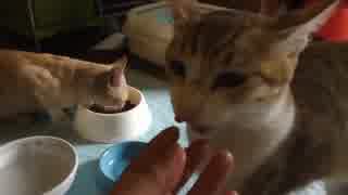 ママにまとわりつく猫。ママの股の間を歩きます。