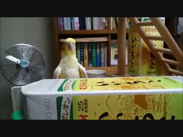 いいちこインコ20歳の頃のボコボコ集