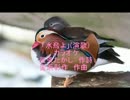 「水鳥よ」(演歌)カラオケ