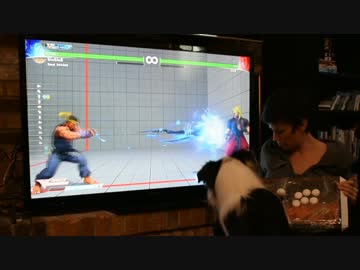 【衝撃映像】波動拳を出すワンコｗｗｗｗｗｗｗ