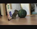 【デグー】お散歩中にかぼちゃを見つけてしまったようです