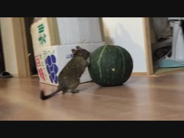 デグー お散歩中にかぼちゃを見つけてしまったようです ニコニコ動画