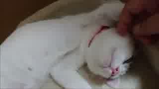 【捨て猫７３】蘭を「落として」みた