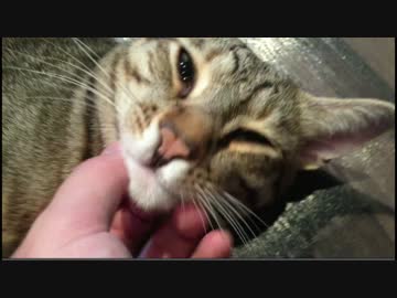 久々の飼い主にデッレデレなにゃんず！