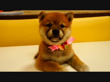 [柴犬]むぎちゃんお迎え日